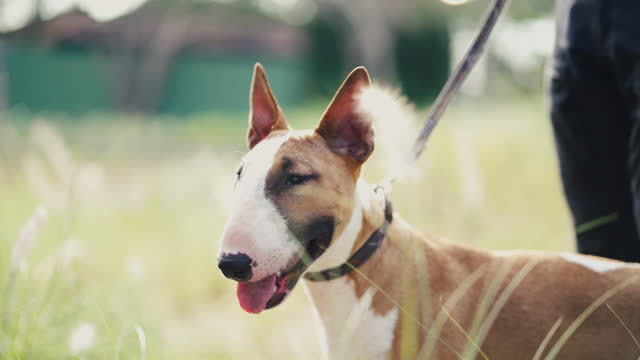 Bull Terrier with leash at the garden in the evening.