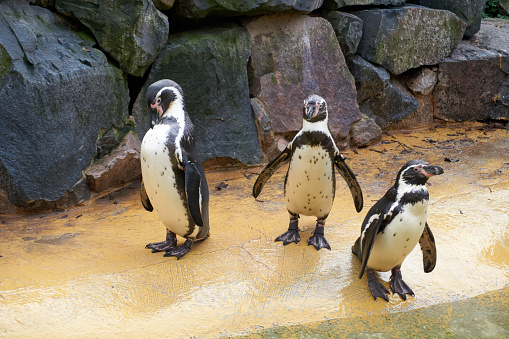 group of penguins at the water