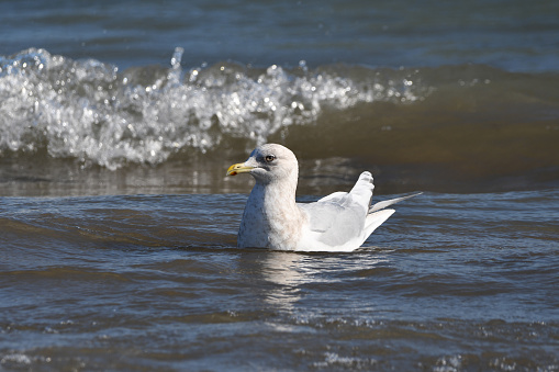 A mew gull stands in the waters of Port Valdez, Alaska.