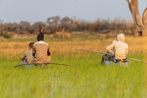 Okavango Delta, Botswana - August 3, 2022. A group of tourist being guided by local guides along the okavango delta, while searching for wildlife