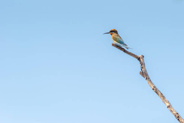 istock Chestnut Headed Bee Eater standing on branch of tree, 1465033478