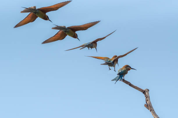 istock Chestnut Headed Bee Eater standing on branch of tree, 1465033482