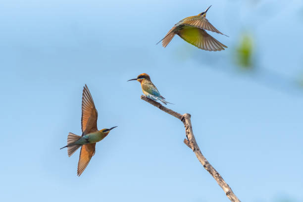 istock Chestnut Headed Bee Eater standing on branch of tree, 1465033483