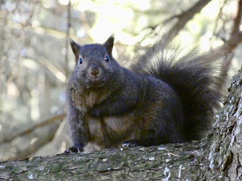 EASTERN (BLACK) GREY SQUIRREL -\nAERIAL VIEW - CURIOUSLY LOOKING AT CAMERA ON PINE TREE BRANCH IN THE WOODLAND AREA AT A PUBLIC PARK\n\nLOCATION\nVICTORIA LAKE, STRATFORD ON CA