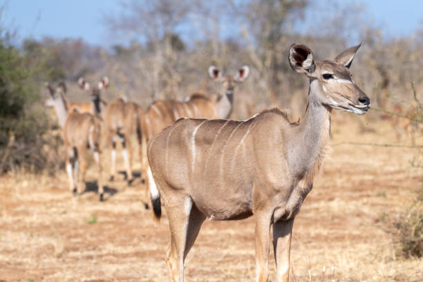 istock Kudu in Chobe national park 1465033778