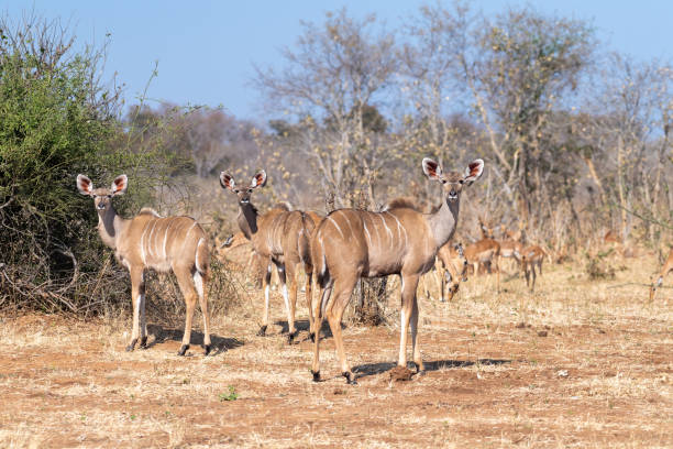 istock Kudu in Chobe national park 1465033791