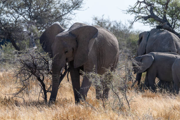 istock Elephant herd grazing in Etosha 1465033966