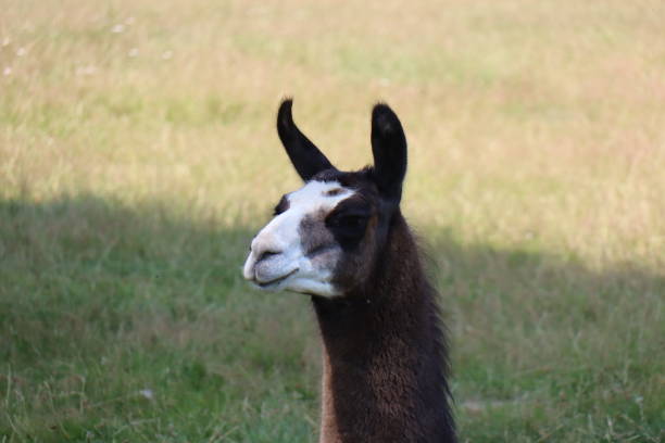 istock Head of brown llama with green grass 1465034113
