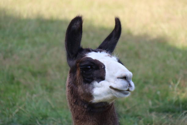 istock Head of brown llama with green grass 1465034126