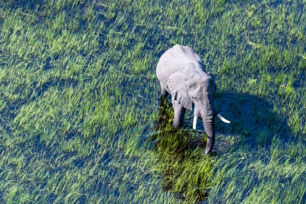 Aerial telephoto shot of an African Elephant wading through the shallow waters of the Okavango Delta in Botswana.