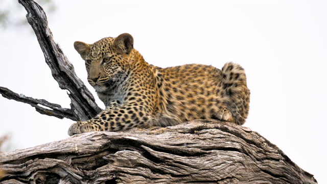 Leopard (Panthera pardus) in the Okavango Delta, Botswana