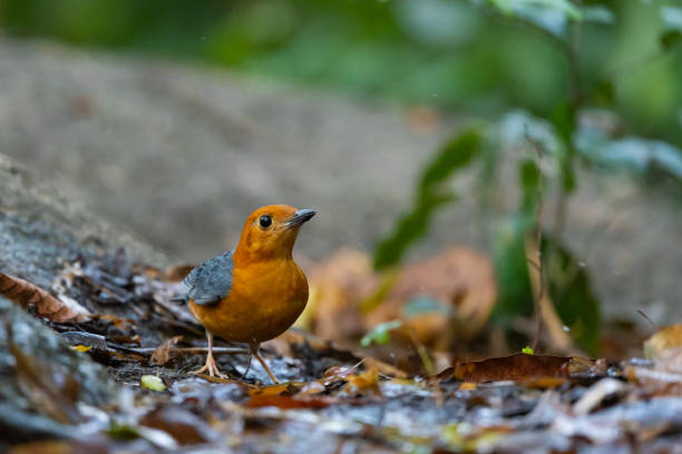 Orange headed Thrush stand in the rain forest Orange headed Thrush stand in the rain forest, Thailand orange headed thrush bird stock pictures, royalty-free photos & images