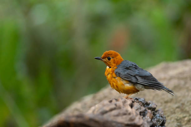 Orange headed Thrush stand in the rain forest Orange headed Thrush stand in the rain forest, Thailand orange headed thrush bird stock pictures, royalty-free photos & images