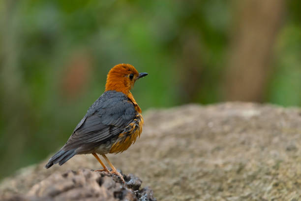 Orange headed Thrush stand in the rain forest Orange headed Thrush stand in the rain forest, Thailand orange headed thrush bird stock pictures, royalty-free photos & images