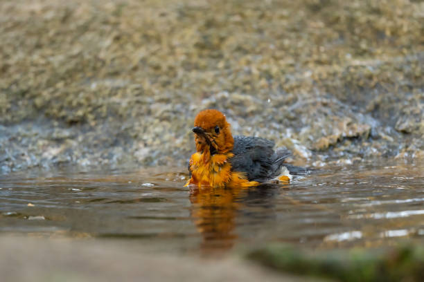 Orange headed Thrush stand in the rain forest Orange headed Thrush stand in the rain forest, Thailand orange headed thrush bird stock pictures, royalty-free photos & images