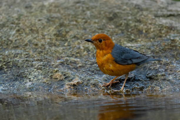 Orange headed Thrush stand in the rain forest Orange headed Thrush stand in the rain forest, Thailand orange headed thrush bird stock pictures, royalty-free photos & images
