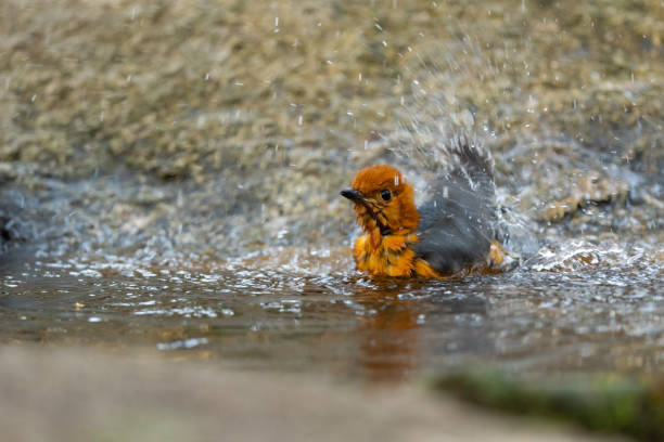 Orange headed Thrush stand in the rain forest Orange headed Thrush stand in the rain forest, Thailand orange headed thrush bird stock pictures, royalty-free photos & images