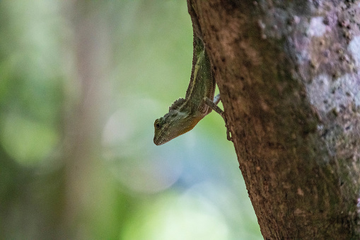 Kinobori lizards in Okinawa, Japan