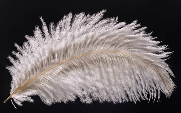 White ostrich feather in the background light on a black background White ostrich feather in the background light on a black background ostrich feather stock pictures, royalty-free photos & images