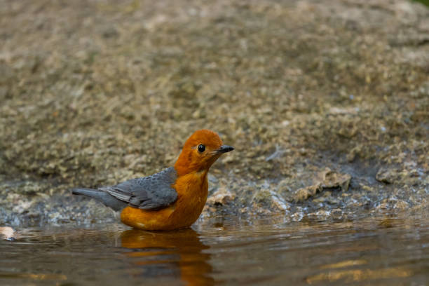Orange headed Thrush stand in the rain forest Orange headed Thrush stand in the rain forest, Thailand orange headed thrush bird stock pictures, royalty-free photos & images