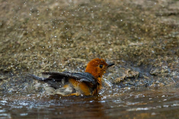 Orange headed Thrush stand in the rain forest Orange headed Thrush stand in the rain forest, Thailand orange headed thrush bird stock pictures, royalty-free photos & images