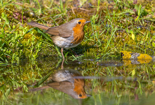 The European robin bird drinks and swims in a forest pond on a hot summer day