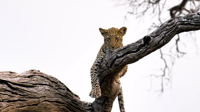 Leopard (Panthera pardus) in the Okavango Delta, Botswana