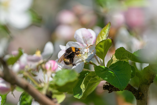 A shaggy bumblebee sits on the flower of a blooming apple tree collecting nectar and pollinating plants on a sunny spring morning
