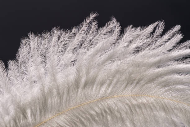 A fragment of an ostrich feather with a beautiful structure and patterns of white color in a contoured light on a black background A fragment of an ostrich feather with a beautiful structure and patterns of white color in a contoured light on a black background ostrich feather stock pictures, royalty-free photos & images