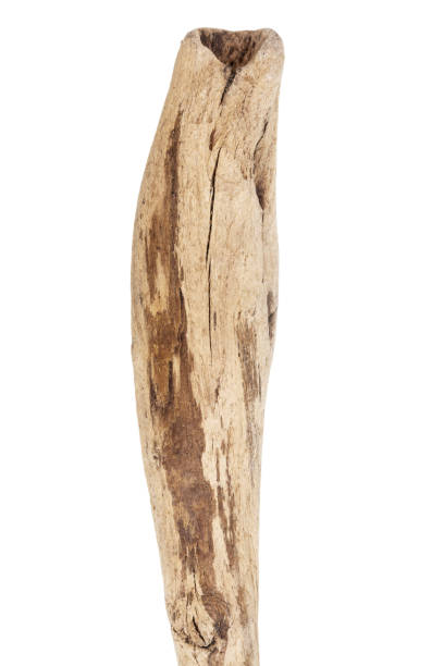 istock Part of driftwood isolated on white 1465039544