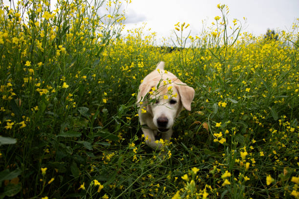 istock A Labrador dog hums in tall grass. 1465041283