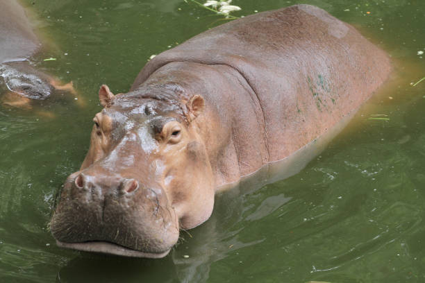 istock The hippopotamus smile in river at thailand 1465042166