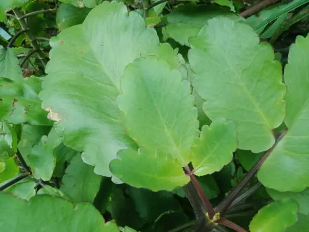 Photo of Green Kalanchoe pinnata or cocor bebek.
