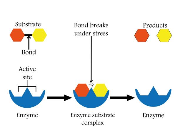 enzyme, die nahrungsverbindungen in ihre grundbausteine zerlegen, um ihre aufnahme im körper zu erleichtern, und wir nennen sie verdauungsenzyme. vektordarstellung. - enzyme stoffwechsel stock-grafiken, -clipart, -cartoons und -symbole