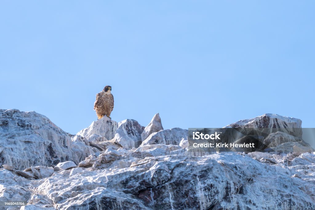 Swashed Cliff A Peregrine Falcon Perches On A White Washed Cliff Stock Photo ...