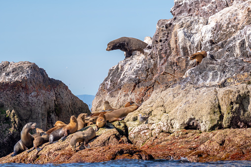 Group of sea lions having a nap on a rock near Ushuaia together with some cormorants, Patagonia.