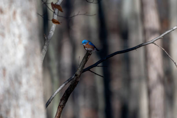 istock Eastern Bluebird (Sialia sialis) perching in tree in Southeastern Michigan, USA. 1465045879