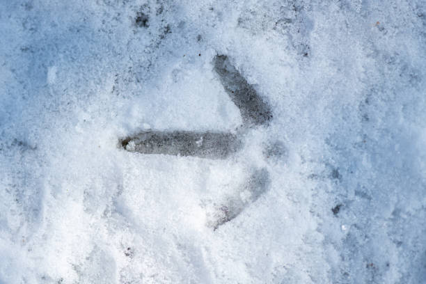 Footprints in the Snow