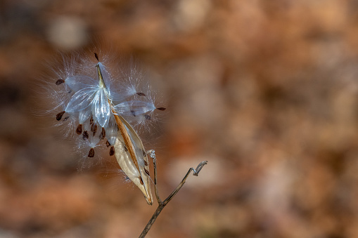 Milkweed seed pods about to be scattered by the wind.
