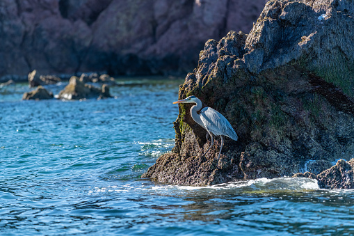 Great Blue Heron (Ardea herodias) standing on a rocky shore in Baja California, Mexico.