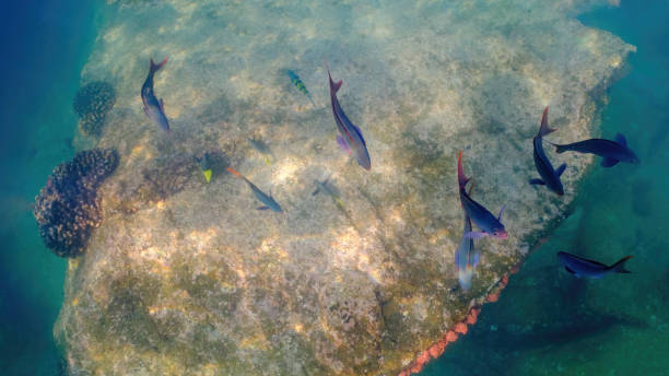 um cardume de peixes crioulos do pacífico (paranthias colonus) sobre um recife na baixa califórnia, méxico. - mulato - fotografias e filmes do acervo