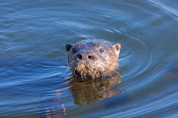 istock An Otter Pops Its Head Above the Water 1465046475