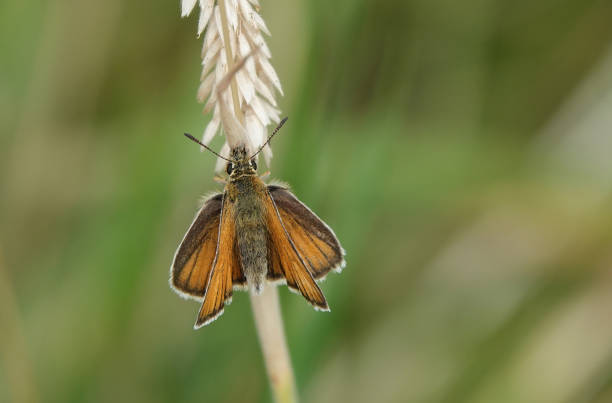 A closeup of a small skipper butterfly alighting on grass in summer.