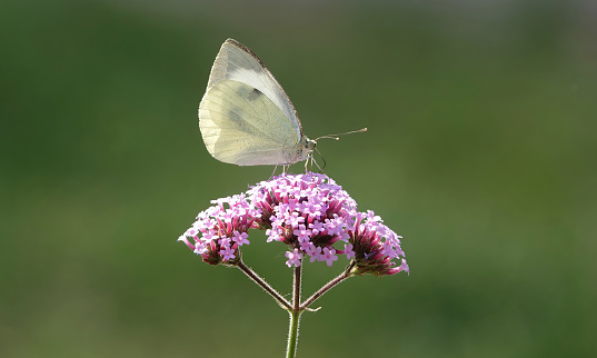 A white butterfly alighting on a pink coloured verbena flower head against a blurry green background.