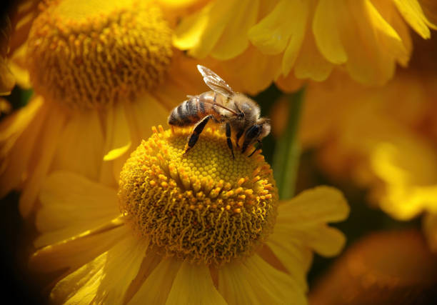 istock A honey bee, apis mellifera, perching on a yellow helenium kanaria flower. 1465047578