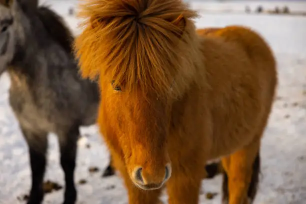 Photo of Great capture of a brown Icelandic horse with a well-groomed coat and beautiful hair.