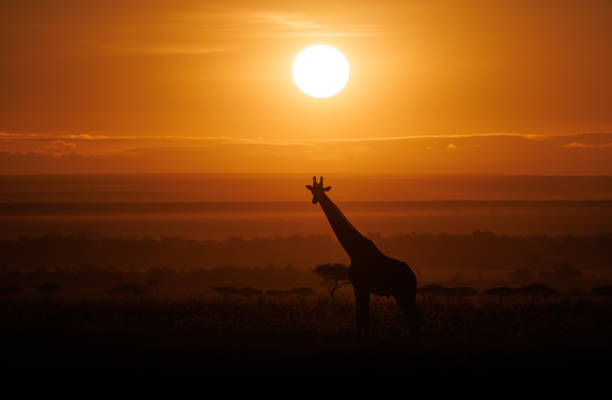 istock Giraffe in Africa 1465049826