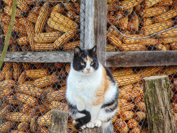 A cat sits on a wooden pole. In Maramures county, Romania