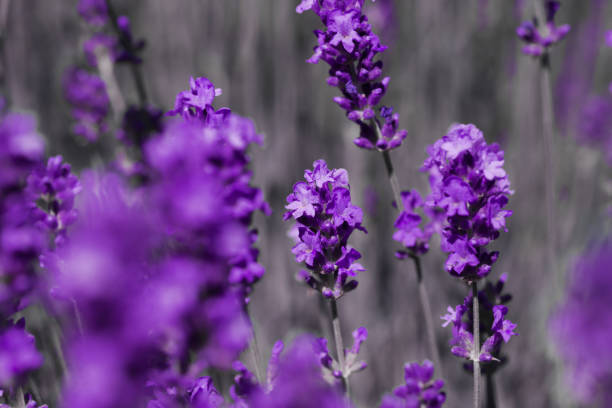 istock Blooming fragrant lavender flowers on a field.. 1465051791