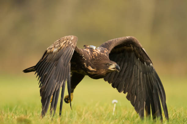 istock Majestic predator White-tailed eagle, Haliaeetus albicilla in Poland wild nature 1465052642